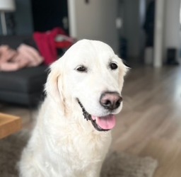 Max, een witte golden retriever, kijkt blij in de camera